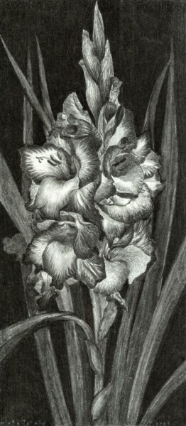 Drawing titled "GLADIOLAS" by Nives Palmić, Original Artwork, Charcoal