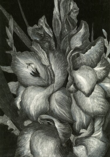 Tekening getiteld "GLADIOLAS III" door Nives Palmić, Origineel Kunstwerk, Houtskool