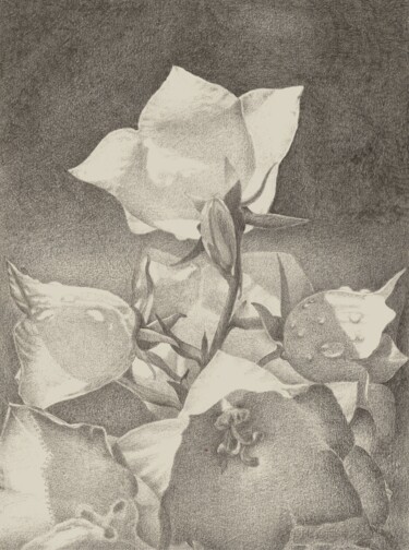 Drawing titled "WHITE BLOSSOM III" by Nives Palmić, Original Artwork, Graphite