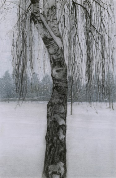 Drawing titled "BIRCH IN THE SNOW" by Nives Palmić, Original Artwork, Charcoal