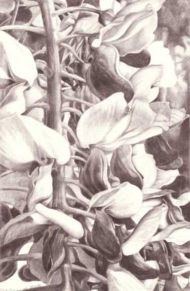 Drawing titled "WISTERIA" by Nives Palmić, Original Artwork, Charcoal