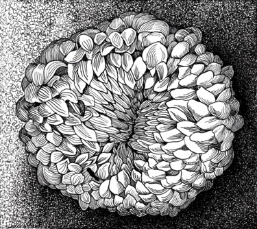 Desenho intitulada "WHITE CHRYSANTHEMUM…" por Nives Palmić, Obras de arte originais, Tinta