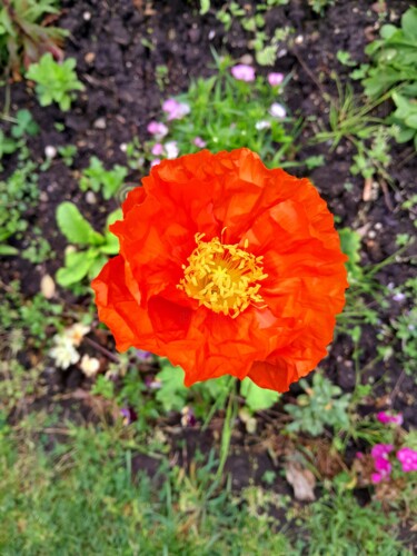 Fotografia intitolato "Orange flower" da Njphotography, Opera d'arte originale, Fotografia digitale