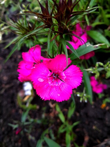 Fotografía titulada "Pink flower" por Njphotography, Obra de arte original, Fotografía digital