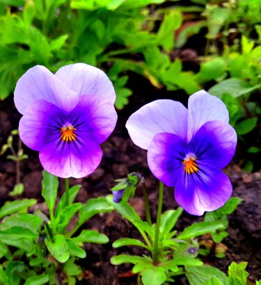 Fotografia intitolato "Purple flower" da Njphotography, Opera d'arte originale, Fotografia digitale