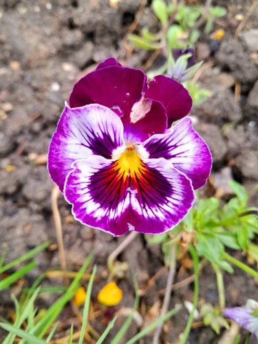 Фотография под названием "Purple&yellow flower" - Njphotography, Подлинное произведение искусства, Цифровая фотография