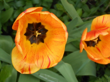 Photographie intitulée "Tulipe" par W-Dagrou, Œuvre d'art originale