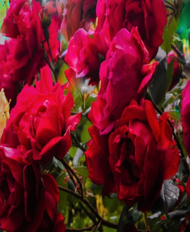 Fotografía titulada "Red roses" por W-Dagrou, Obra de arte original, Fotografía manipulada