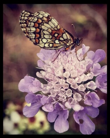 Fotografia intitulada "Butterfly" por Noe Lami, Obras de arte originais, Fotografia digital