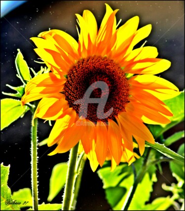 Photography titled "girasole" by Noelle9, Original Artwork