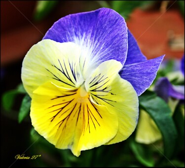 Fotografia intitolato "fiore-giallo-viola-…" da Noelle9, Opera d'arte originale