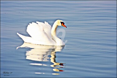 Fotografia intitolato "very-cigno.jpg" da Noelle9, Opera d'arte originale