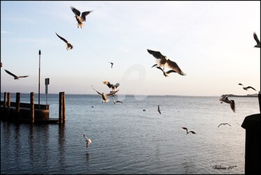 Fotografia intitolato "gabbiani-mad4-v.jpg" da Noelle9, Opera d'arte originale