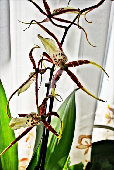 Fotografia intitolato "orchidea-stella.jpg" da Noelle9, Opera d'arte originale
