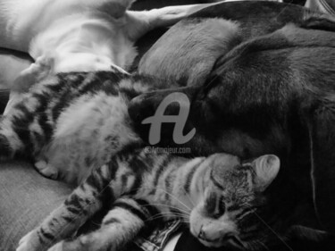 Fotografia intitolato "come cane e gatto" da Noelle9, Opera d'arte originale