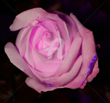 Fotografia intitolato "rosa rosae rosem" da Noelle9, Opera d'arte originale