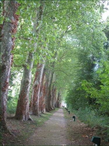 Photographie intitulée "Le sous-bois de Bri…" par Noëlle Harault, Œuvre d'art originale