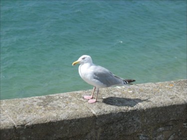 Photography titled "Mouette 1" by Noëlle Harault, Original Artwork