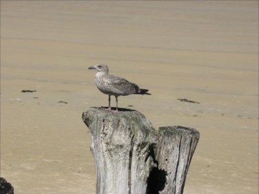 Photography titled "Jeune Mouette" by Noëlle Harault, Original Artwork