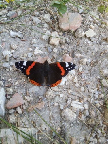 Photographie intitulée "Butterfly on the st…" par Noura D.K, Œuvre d'art originale, Photographie numérique