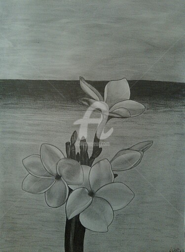 Tekening getiteld "fleurs frangipanier" door Fanny R, Origineel Kunstwerk, Grafiet