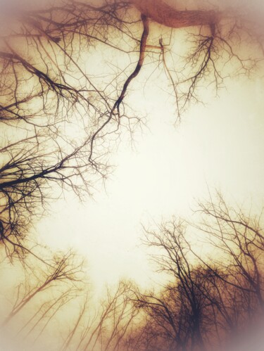 Photography titled "Sky with branches" by Maksym Syrota, Original Artwork, Manipulated Photography
