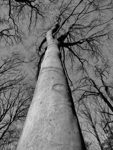Fotografia intitulada "Tree in park" por Maksym Syrota, Obras de arte originais, Fotografia digital