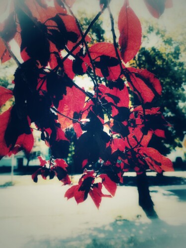 Photographie intitulée "Red leaves" par Maksym Syrota, Œuvre d'art originale, Photographie numérique