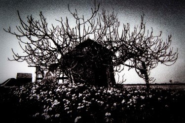 Fotografia intitulada "the fig tree" por Walkingsea, Obras de arte originais