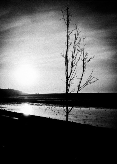 Photography titled "river tree" by Walkingsea, Original Artwork