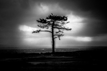 Fotografia intitulada "silhouette tree II" por Walkingsea, Obras de arte originais