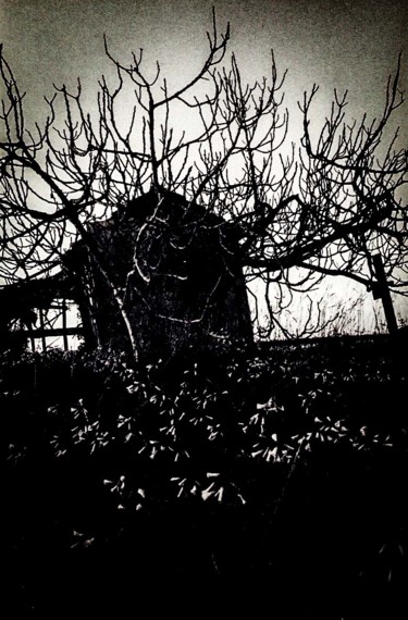 Fotografie mit dem Titel "The fig tree II" von Walkingsea, Original-Kunstwerk