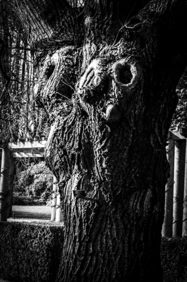Fotografia intitulada "staring tree..." por Walkingsea, Obras de arte originais