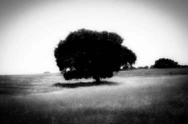 Fotografia intitulada "cork oak tree..." por Walkingsea, Obras de arte originais