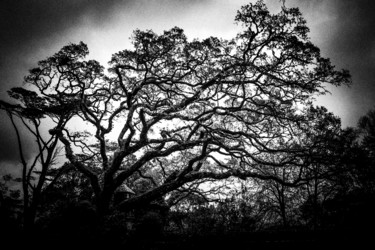 Fotografia intitulada "The Sintra tree..." por Walkingsea, Obras de arte originais