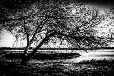 摄影 标题为“winter tree ...” 由Walkingsea, 原创艺术品