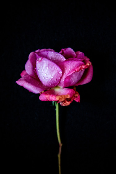 Photography titled ""Rose qui pleure"" by Natalia Zavialova, Original Artwork, Digital Photography