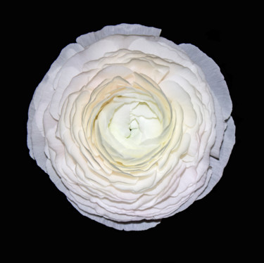 Fotografia intitolato ""Delicate flower"" da Natalia Zavialova, Opera d'arte originale, Fotografia digitale