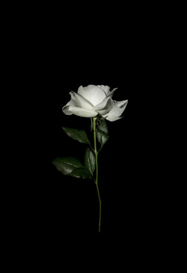 Fotografia intitolato ""Rose without thorn…" da Natalia Zavialova, Opera d'arte originale, Fotografia digitale