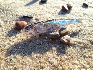 Photography titled "fish of the beach" by O.T. Unique, Original Artwork, Digital Photography