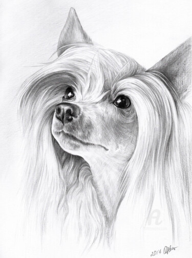 Desenho intitulada "Chinese crested dog" por Olga Tsvetkova, Obras de arte originais, Lápis