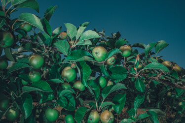 "Paradise Apples" başlıklı Fotoğraf Oana Bakovic tarafından, Orijinal sanat, Dijital Fotoğrafçılık