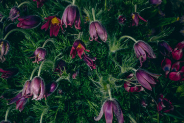 Photographie intitulée "Wind Flowers" par Oana Bakovic, Œuvre d'art originale, Photographie numérique