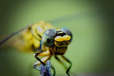 Photographie intitulée "libellule" par Anthony Hochet, Œuvre d'art originale, Photographie numérique