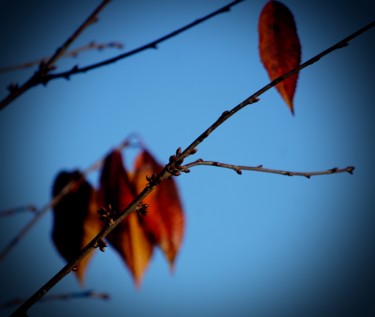 Photographie intitulée "Autumn" par Anthony Hochet, Œuvre d'art originale, Photographie numérique