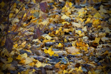 Photographie intitulée "Autumn 2" par Anthony Hochet, Œuvre d'art originale, Photographie numérique
