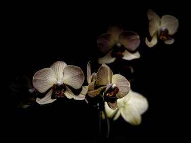 Fotografia intitolato "Orchidée" da Anthony Hochet, Opera d'arte originale, Fotografia digitale