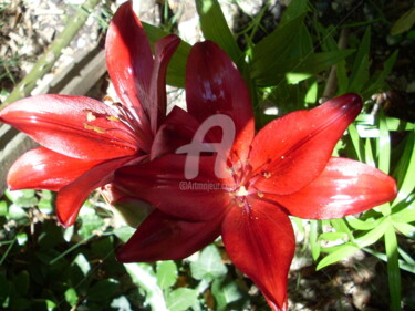 Photographie intitulée "Côté jardin 8" par Odile Tachoires, Œuvre d'art originale