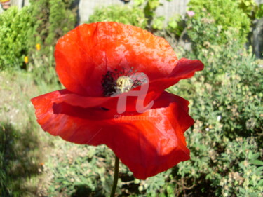 Photographie intitulée "joli coquelicot du…" par Odile Tachoires, Œuvre d'art originale