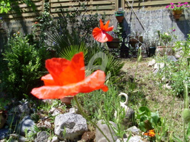 Photographie intitulée "joli coquelicot du…" par Odile Tachoires, Œuvre d'art originale